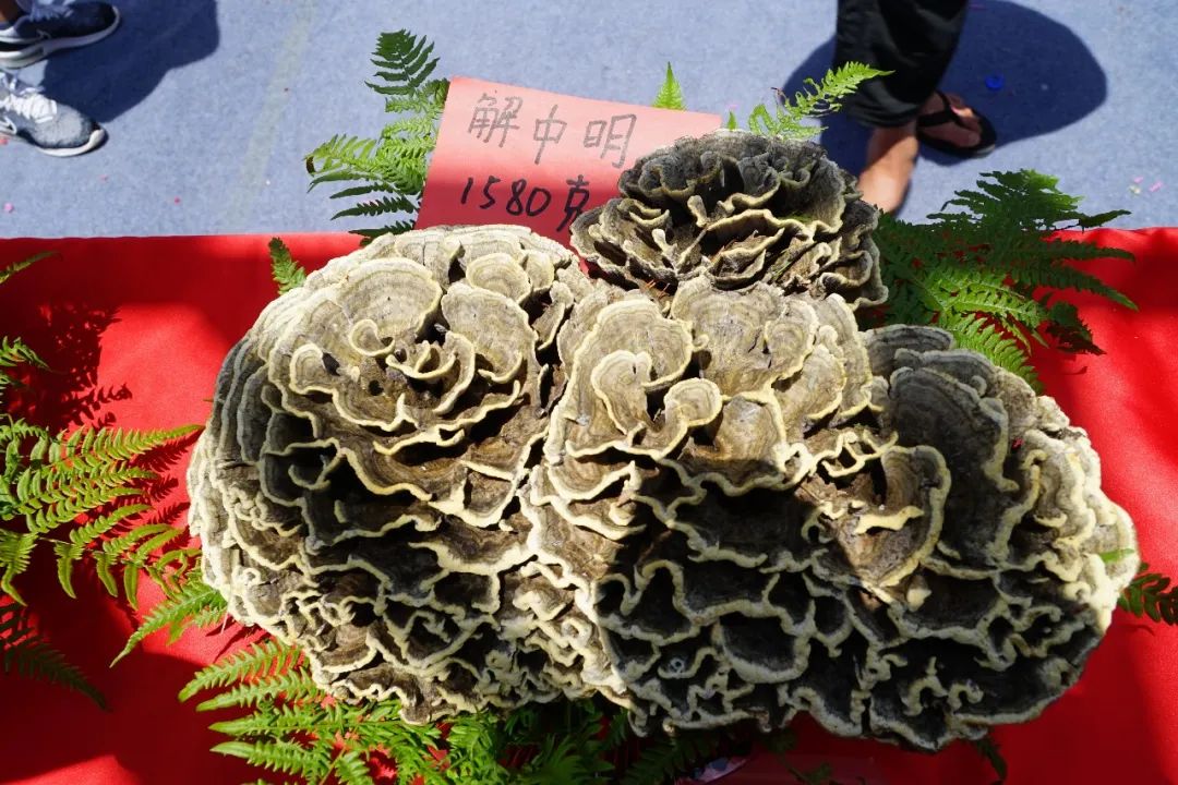 石屏龙韵养生谷干巴菌,云南石屏龙朋干巴菌节