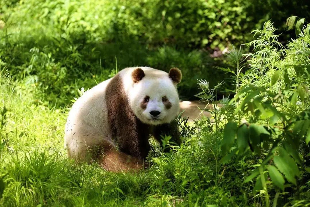 陕西省西安市大唐芙蓉园,西安大唐芙蓉园景观