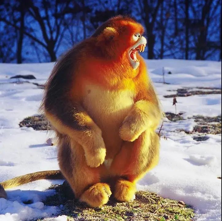 陕西省西安市大唐芙蓉园,西安大唐芙蓉园景观