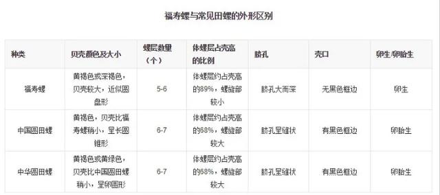 福寿螺不能吃为什么其他螺肉能吃,福寿螺肉质肥美为什么不能吃