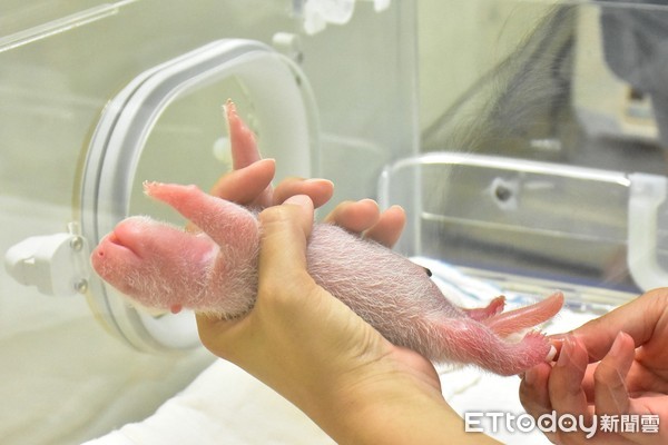 圆仔妹「闭眼」都能找到乳头！　喝奶露幸福萌样保育员好欣慰