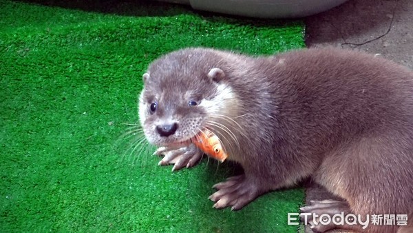 圆仔妹「闭眼」都能找到乳头！　喝奶露幸福萌样保育员好欣慰