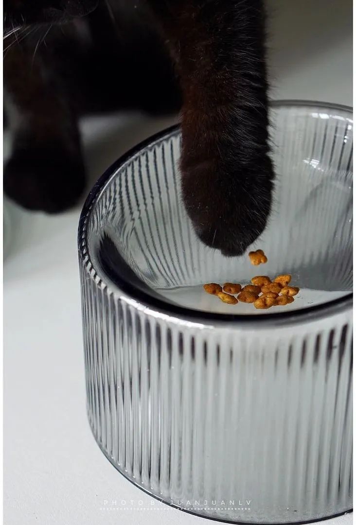 云养猫的品牌有哪些,云养猫设计品牌