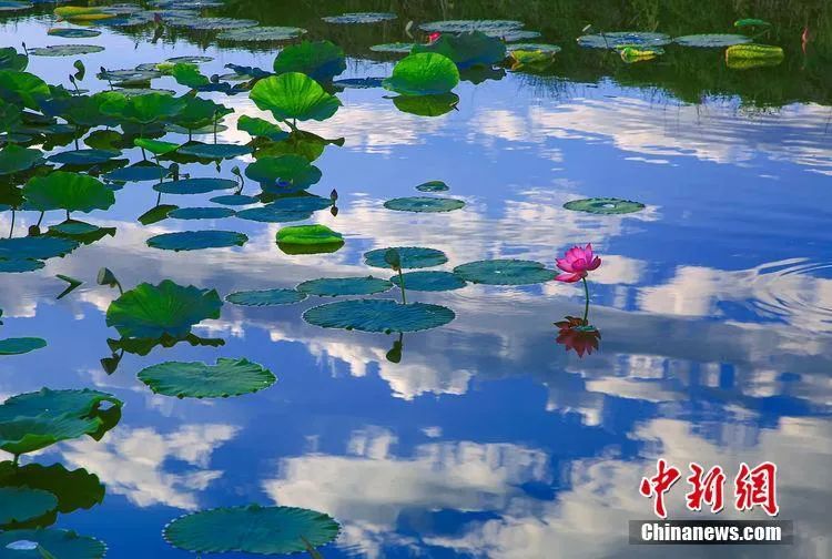 今日白露美句美文,今日白露五律诗