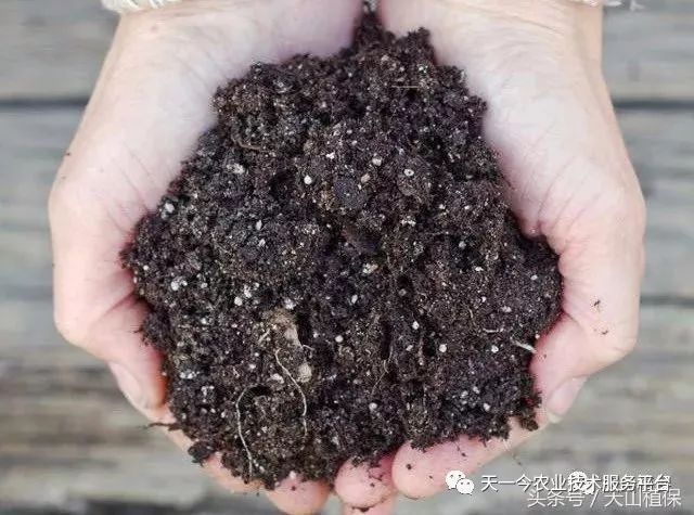 枯草芽孢杆菌对哪些抗生素有效,枯草芽孢杆菌能和杀虫药同用吗