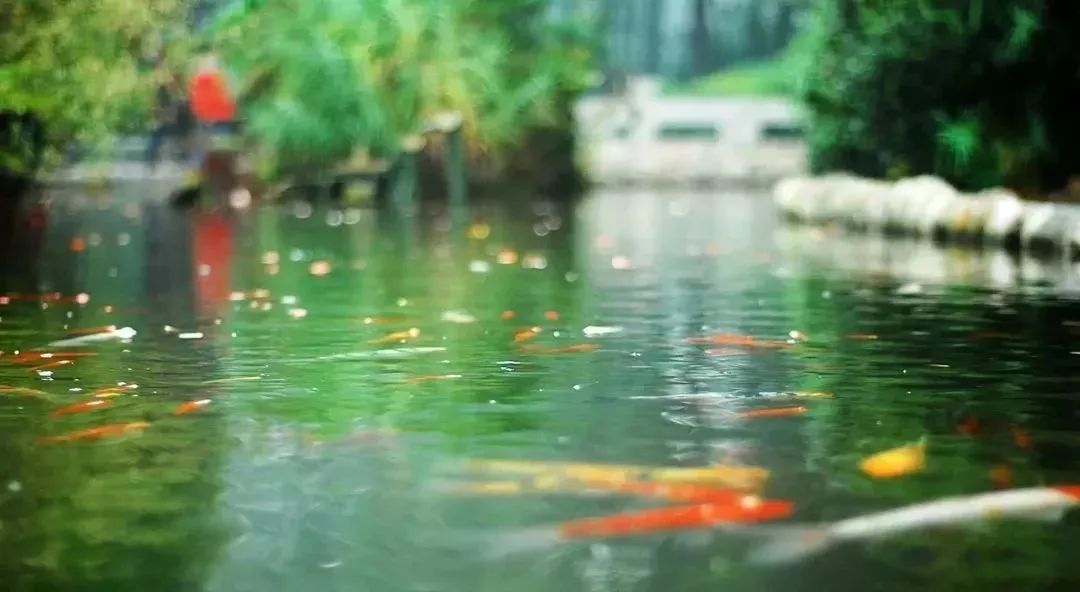 成都免费游玩景点推荐,成都景点免费门票一览表