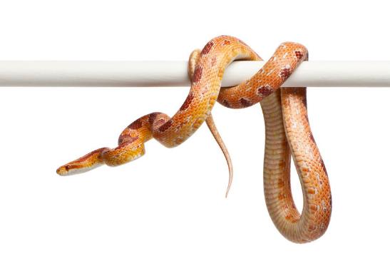 男孩摸了下“花蘑菇”，整个手变黑差点没命！夏天千万当心它