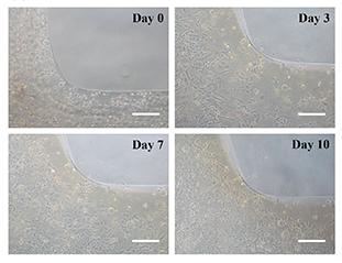 「突破」清华大学徐弢团队首次利用微型机器人+体内生物打印治疗胃创伤
