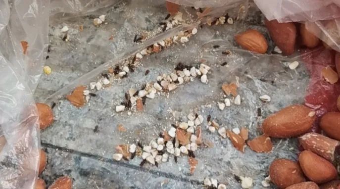 大米放久了为什么会长虫,大米放久了自己生虫子为什么