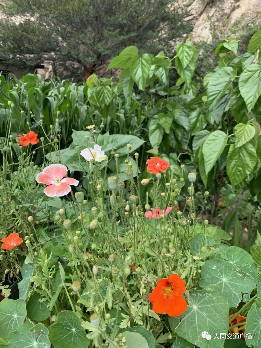 「996|美文」在口泉峪行走