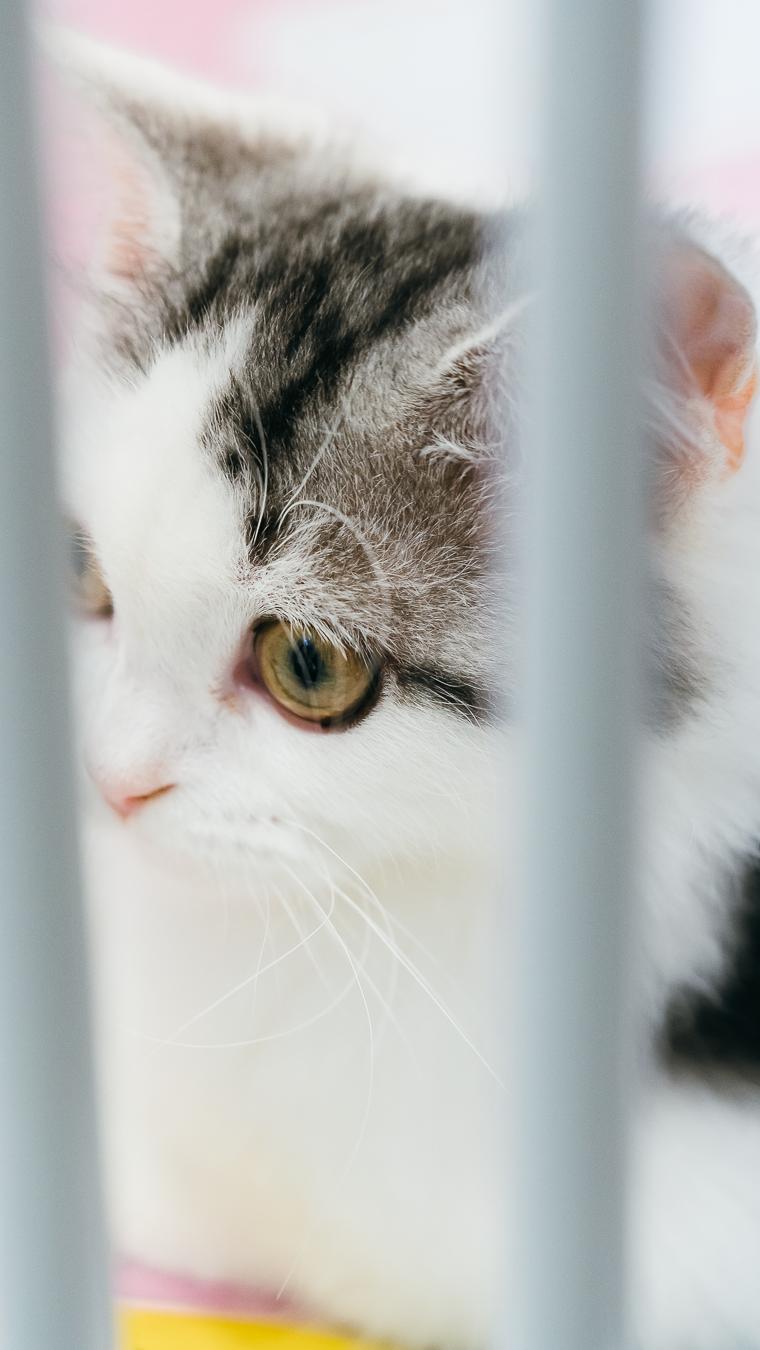 LOOK|海岸城更新·「宠物Mall」限时开放