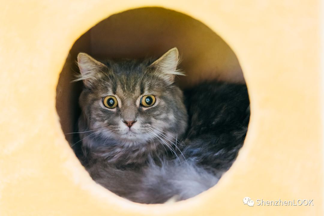 LOOK|海岸城更新·「宠物Mall」限时开放