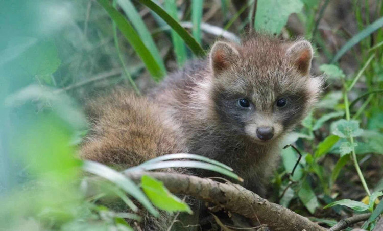 从人貉之争到人貉之和——城市野生动物应被投喂吗？