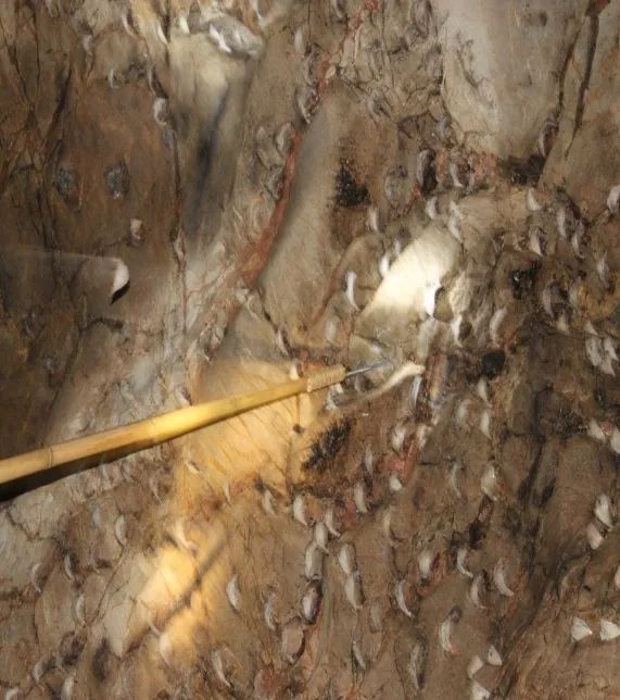 燕窝进口关税多少,进口燕窝哪种比较好