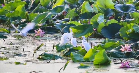 美翻了人间的小桥流水人家,最美的荷花海