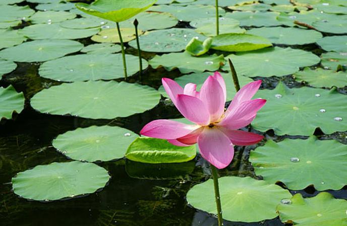 美翻了人间的小桥流水人家,最美的荷花海