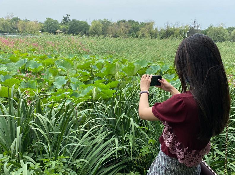 美翻了人间的小桥流水人家,最美的荷花海