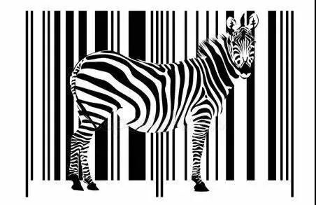 斑马是白马黑条纹还是黑马白条纹,斑马到底是黑斑白马还是白斑黑马