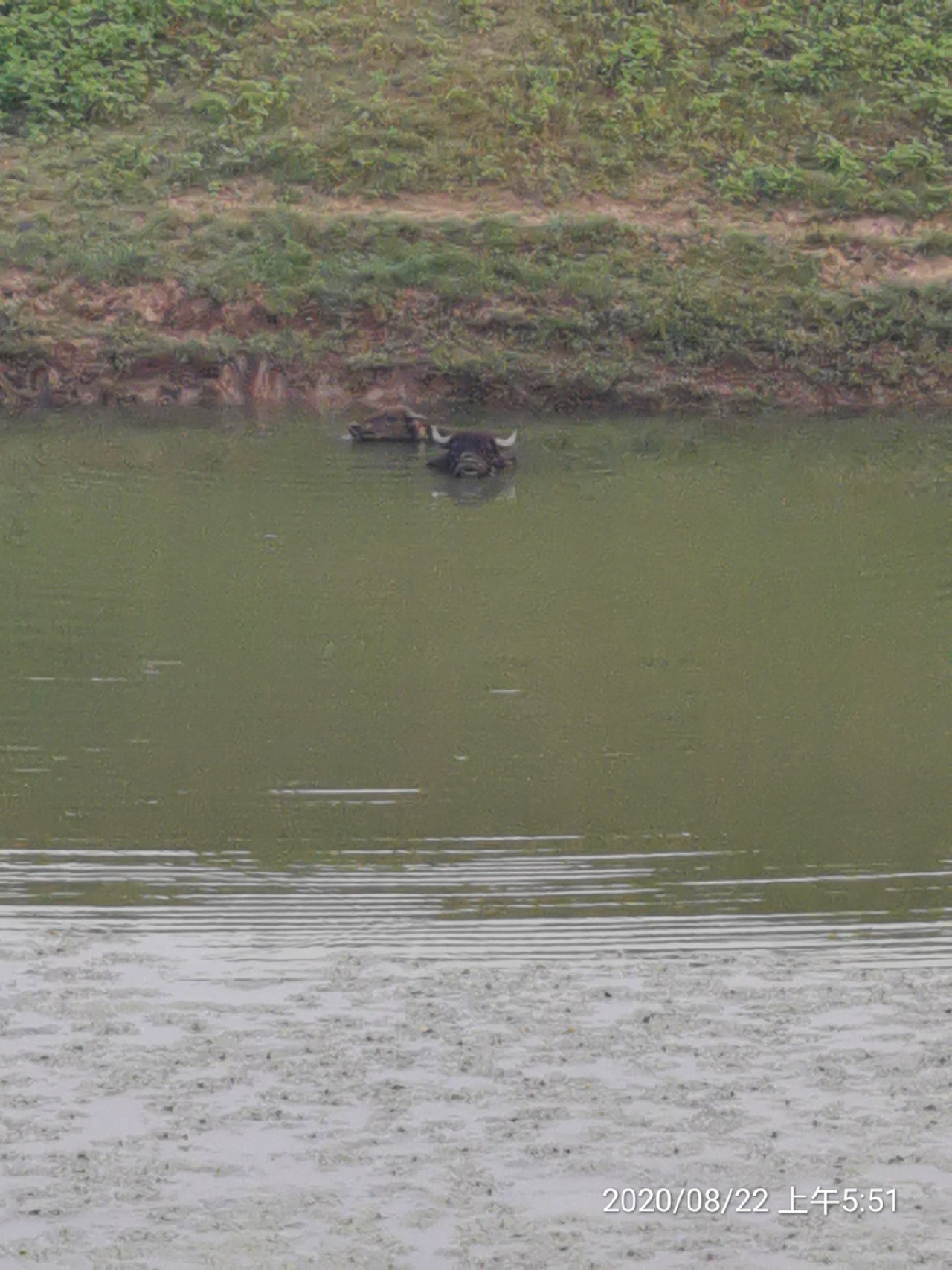顶着30度的高温,顶着40度的高温钓鲢鳙
