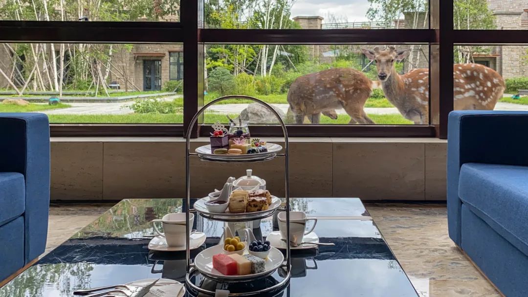 去长白山哪家酒店度假最好,长白山最佳观景酒店