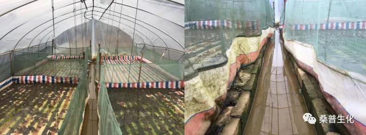 规模化养殖牛蛙技术方案,水泥池养殖牛蛙技术视频