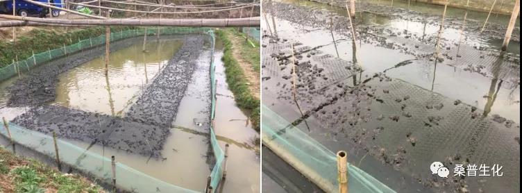 规模化养殖牛蛙技术方案,水泥池养殖牛蛙技术视频