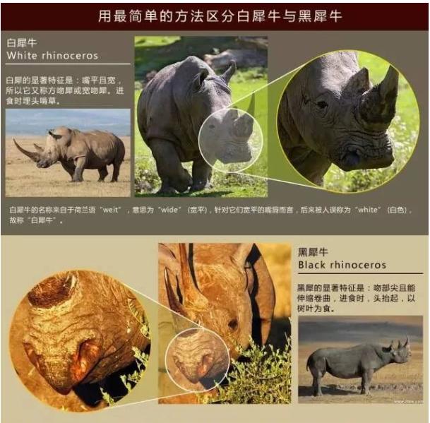 黑犀牛：我不黑，人家“白”着呢……