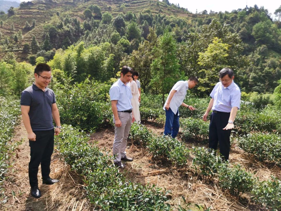中茶督导,六名专家来为茶产业发展出谋划策