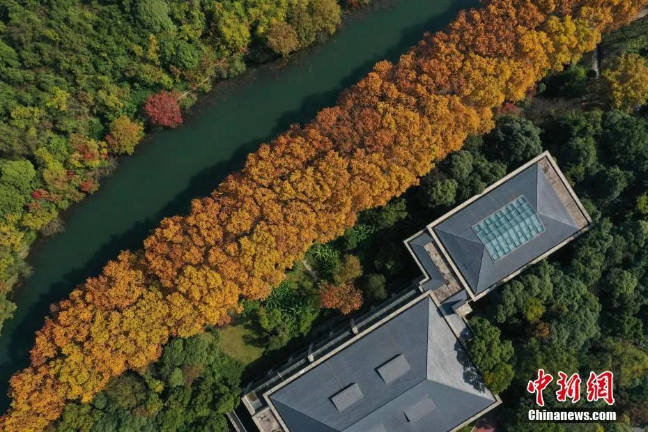 今日白露完整版歌,今日白露美句美文