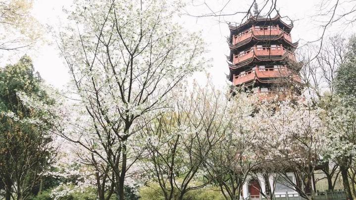 衢州市柯城区府山公园,府山公园最新状况