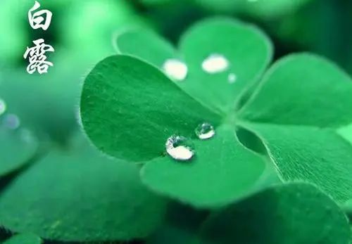 【节气养生】今日白露，养生要点看过来