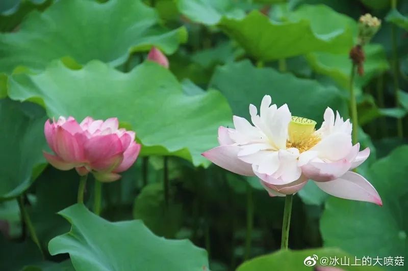 成都周边一日游网红打卡地民宿,成都网红打卡地旅游民宿