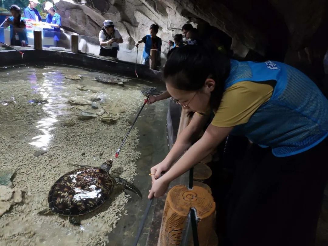 对海龟有哪些发现或了解,救海龟海龟会流泪吗