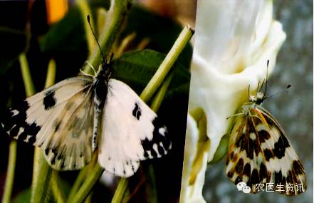蔬菜害虫图谱,蔬菜害虫100种图谱