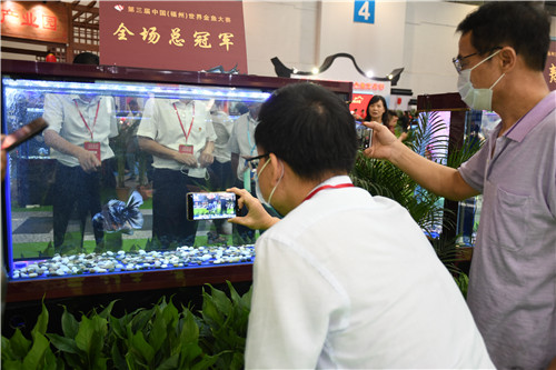 世界金鱼大赛完整视频,2022世界金鱼大赛全场冠军