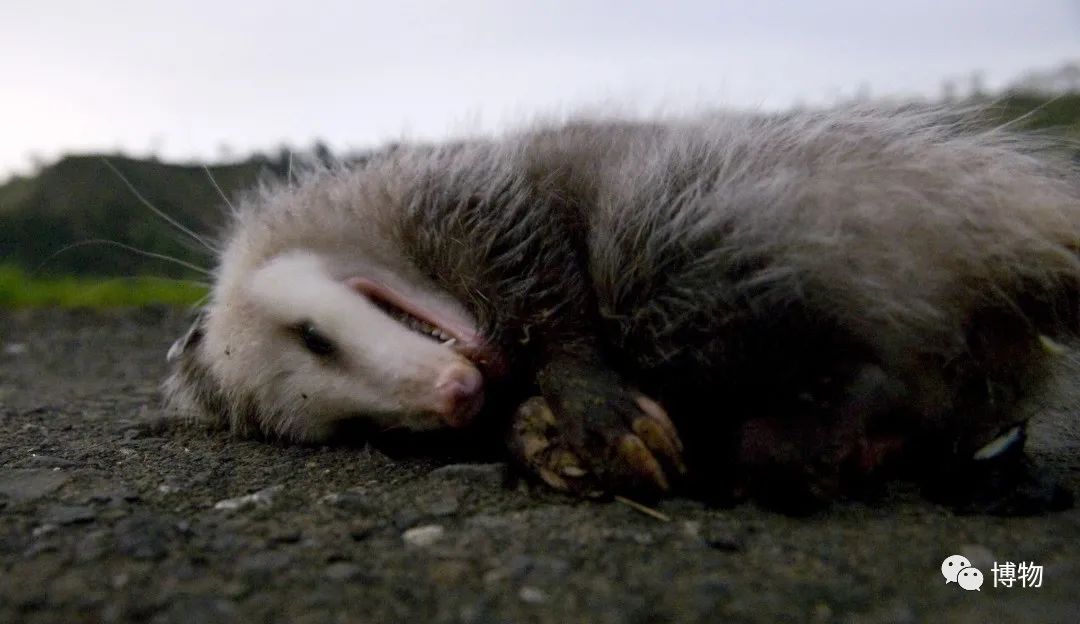 我死了又活了,我死了我的债务怎么办