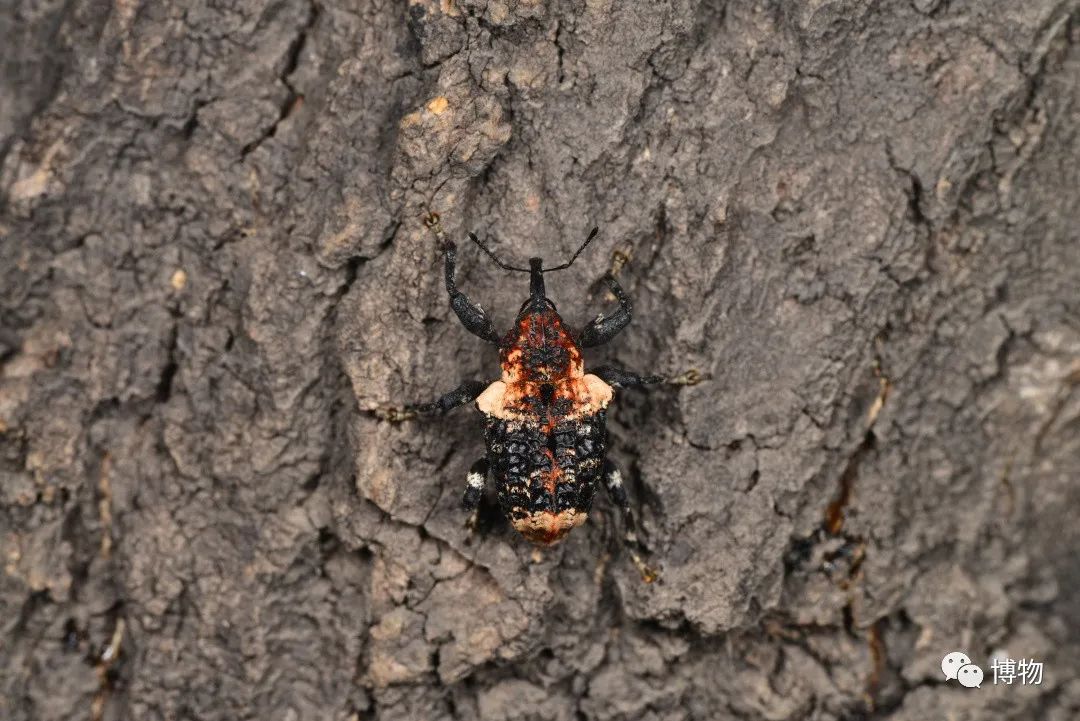 我死了又活了,我死了我的债务怎么办