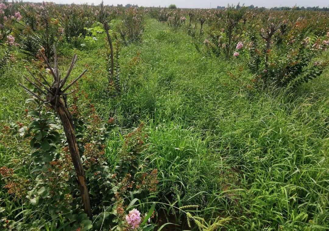 河北成安8700亩土地,成安耕地
