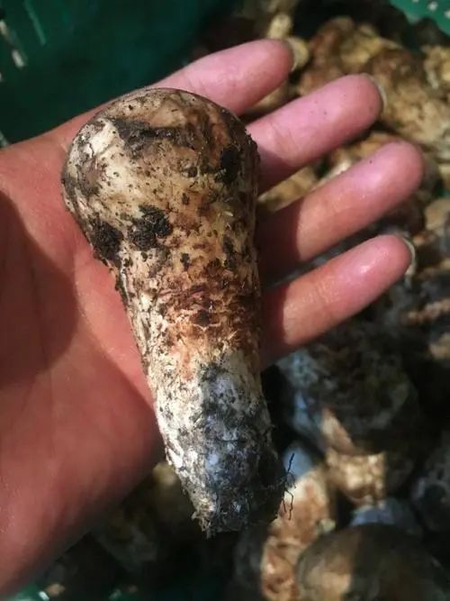 收藏！四川十二月月月hei惊艳