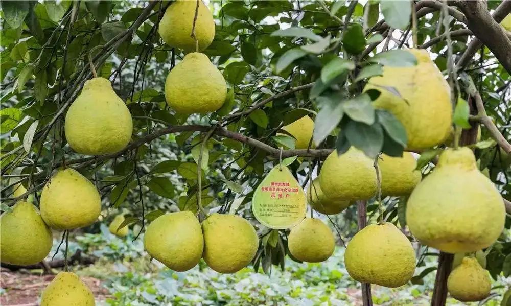 收藏！四川十二月月月hei惊艳