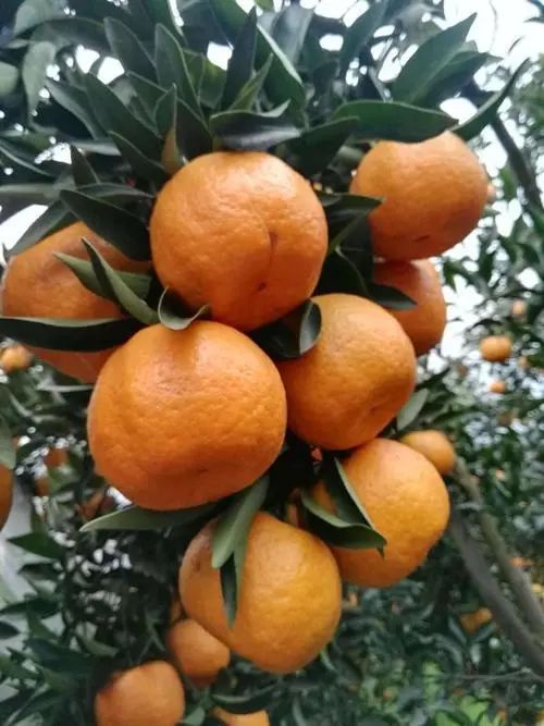 收藏！四川十二月月月hei惊艳