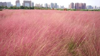 曲江秋天风景,曲江的秋色