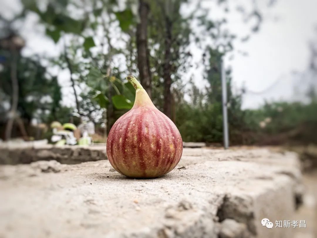 嘿，“糖包子”的故事你听过吗？