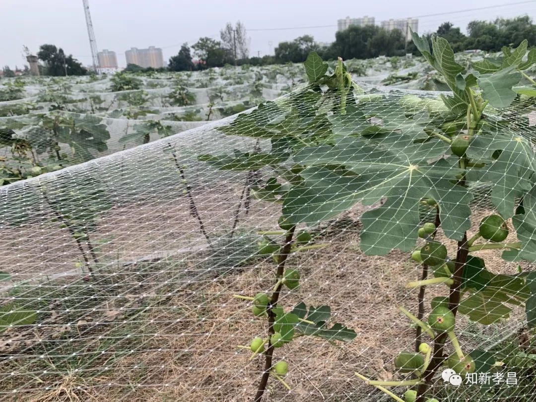 嘿，“糖包子”的故事你听过吗？