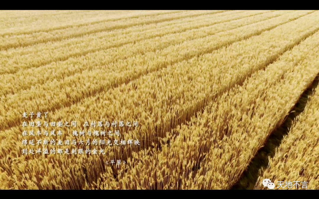 毕飞宇苏北地域文化,毕飞宇在文学界什么地位