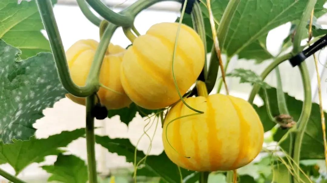 孙俪周冬雨angelababy,孙俪angelababy邓超