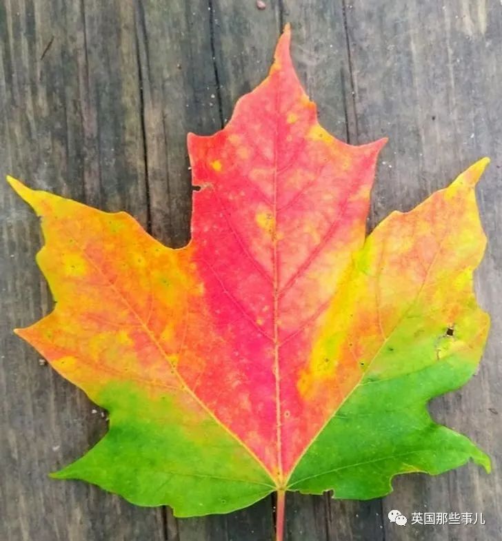 猫头鹰没有眼睛能说话吗,猫头鹰没眼皮