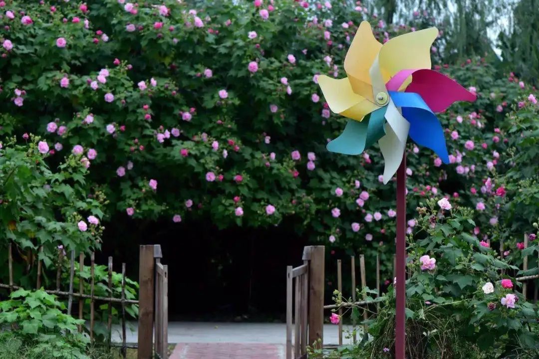 青白江足球场推荐,青白江特色风景