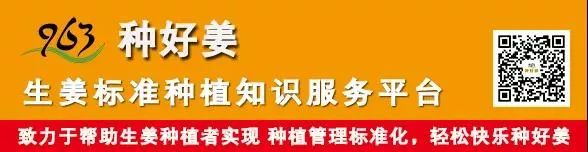2021年要种好姜？邀请你花1天时间，给自己一个确切的答案