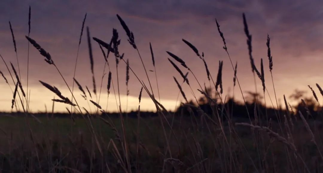 在秋天，向着美好时光，我伸出双手